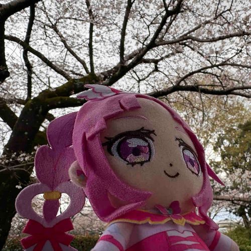 近所の公園の桜の木も見頃だった！
おぉ〜！！　視界に一面に広がる
花びら〜　まさに「美麗」だね〜