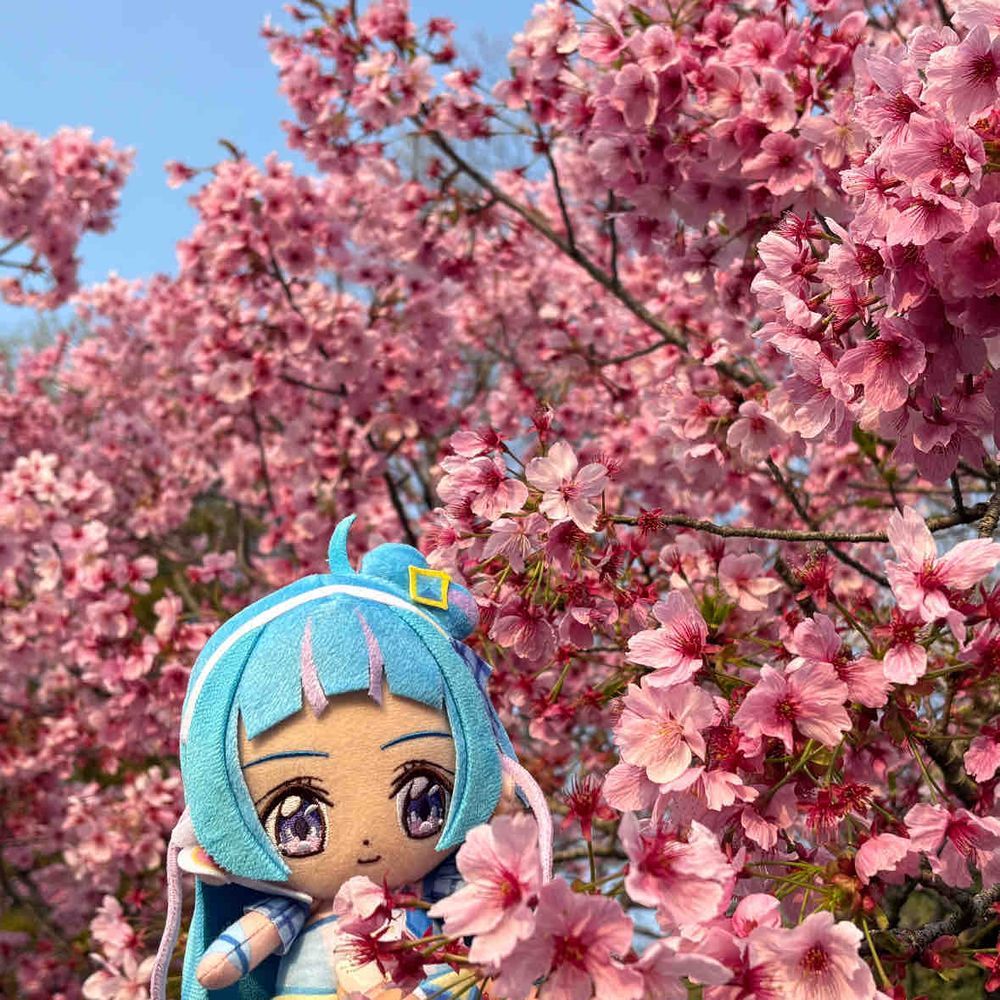 キャンプ場がある公園にも、
駐車場の近くに桜、咲いてたよ！
白っぽいのも、思いっきりピンク
な花びらも、きれいだったね。