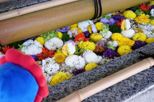 花手水になっていました。おはなばたけにうさぎちゃんがいます。きよらかなお水です。