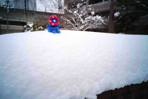 さむく、たくさんの雪です。しんしんふってこんもりしました。おしりがつめたい。