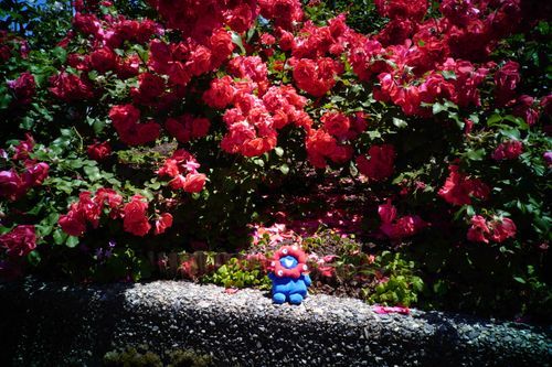 バラ園。はげしい囲まれでバラのかおりがからだに染みこみました。ロイヤルリッチミャクミャク。