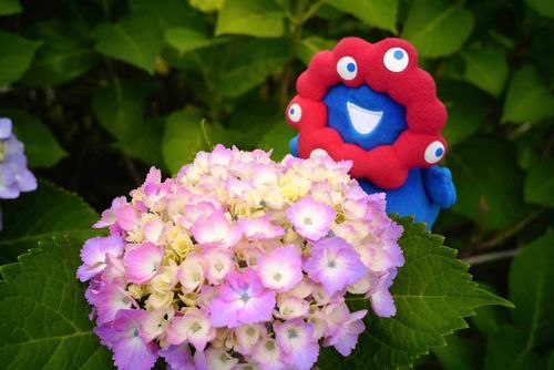 いろいろなお花をみにでかける毎日