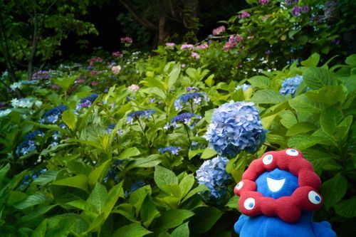 かまくらのあじさいのお寺へやってきました。いちめんのあじさいです。青も赤も白も緑も紫もあります。そして雨の色。