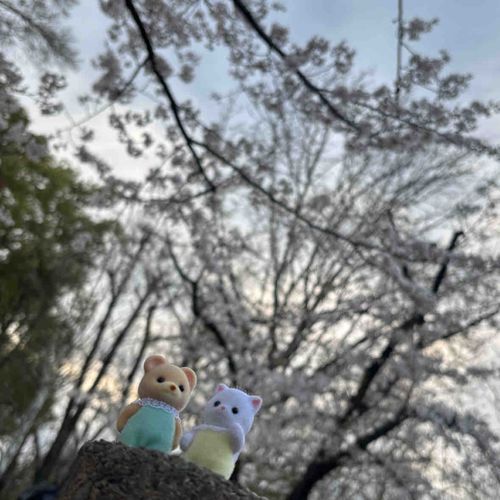 🐱さくら！
🐻‍ふ！