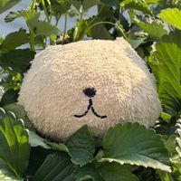 かぴ