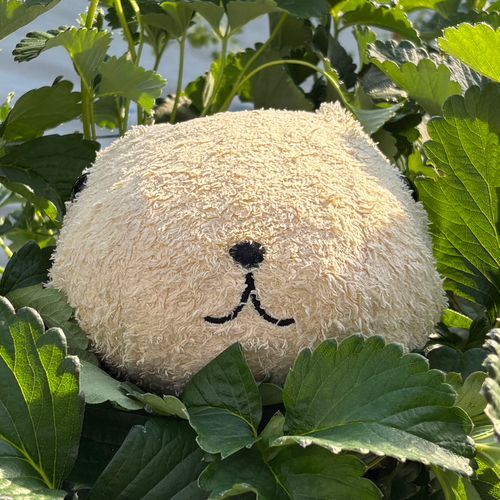 カピバラさんと仲間たちの日常