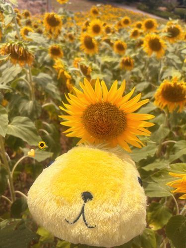 ひまわり畑🌻