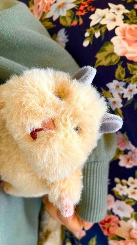 きなこちゃん