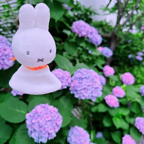 おさんぽしてたらあじさいが咲いてたよ！もう6月だもんね☂️