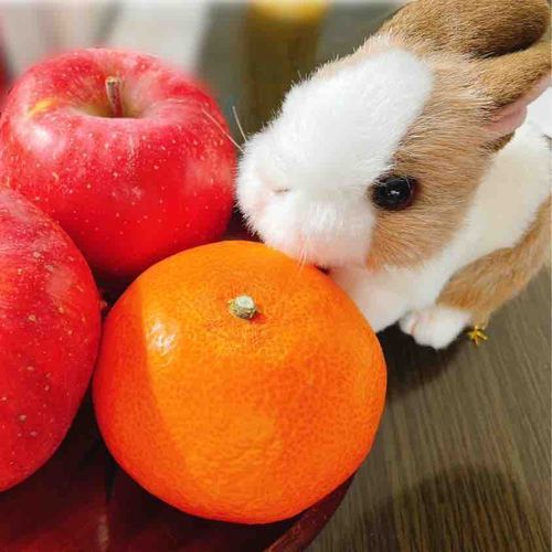うさです。よろしくお願いします！