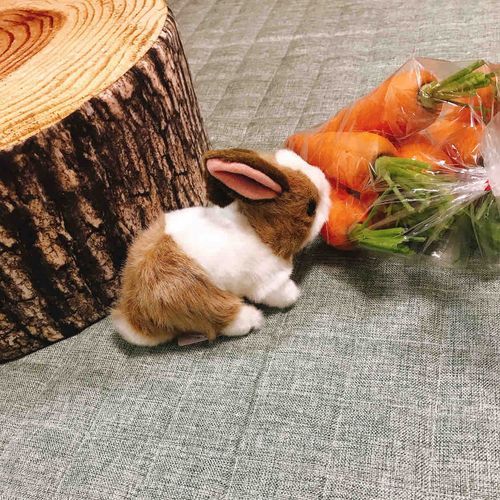 ！！
このにんじん…うさのですか！？