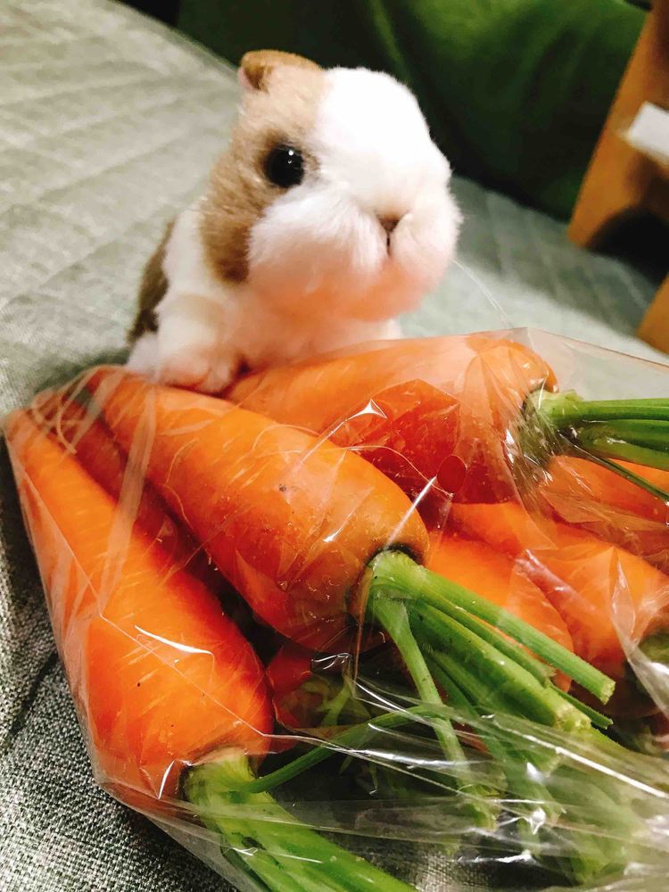 ！！
このにんじん…うさのですか！？