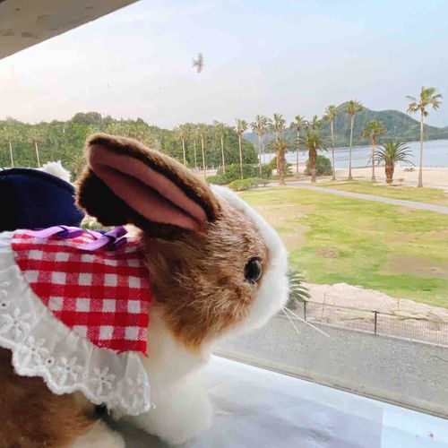 今年ははじめてお外に出たの。
大久野島っていうところで野生のうさぎを観察したわ。すごかったのよ…！