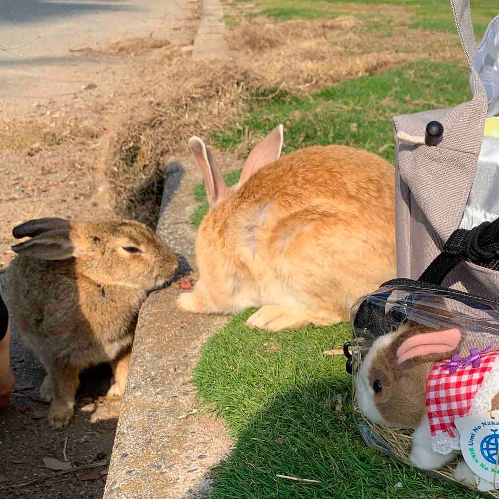 今年ははじめてお外に出たの。
大久野島っていうところで野生のうさぎを観察したわ。すごかったのよ…！