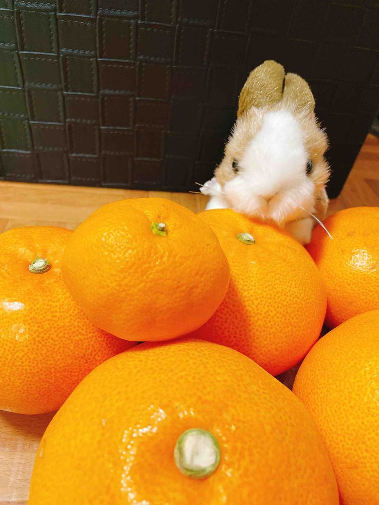 すっごく大きなみかんが届いたわ！