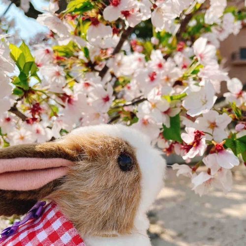 うさはおうち組でほとんどお外に出ないんだけど、さくらが見たくなってお外に連れて行ってもらったの！間に合ってよかったわ！