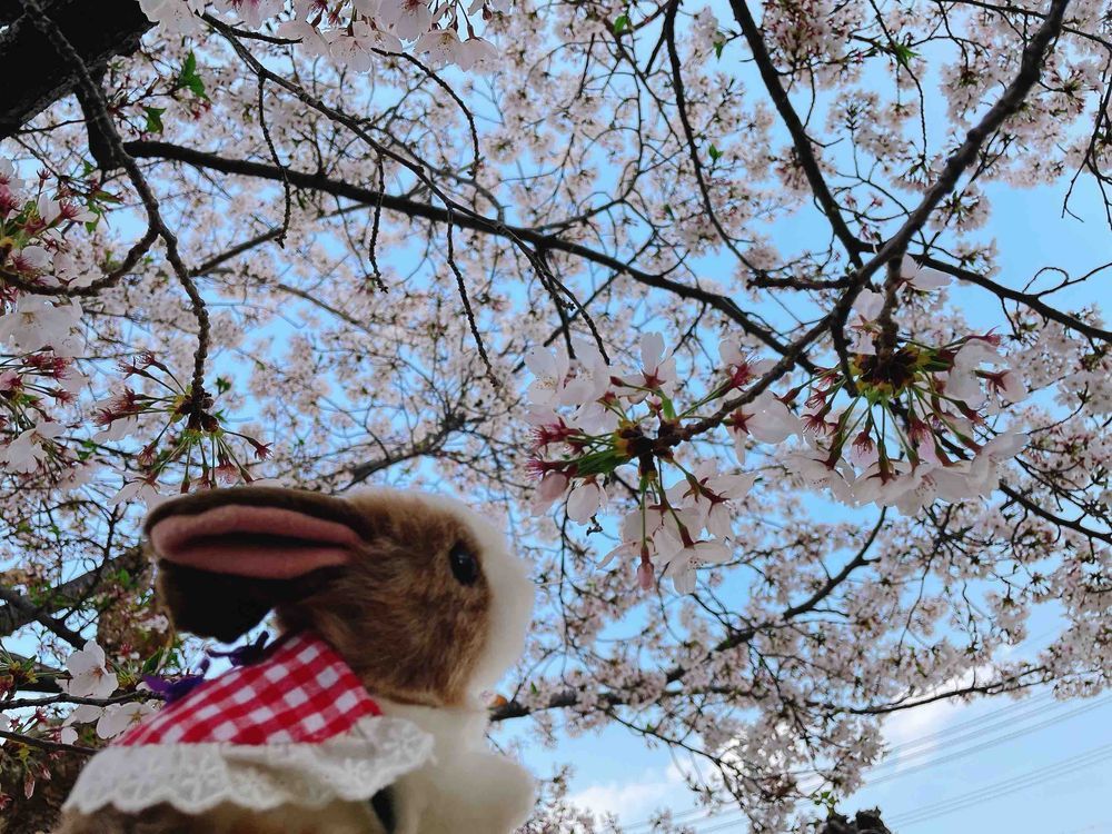 うさはおうち組でほとんどお外に出ないんだけど、さくらが見たくなってお外に連れて行ってもらったの！間に合ってよかったわ！