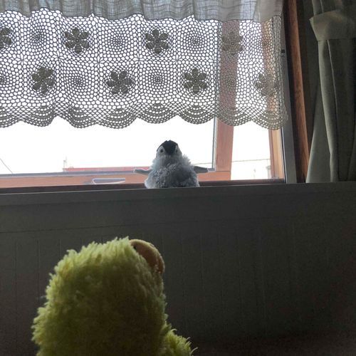 あたらしいなかま⁉️
