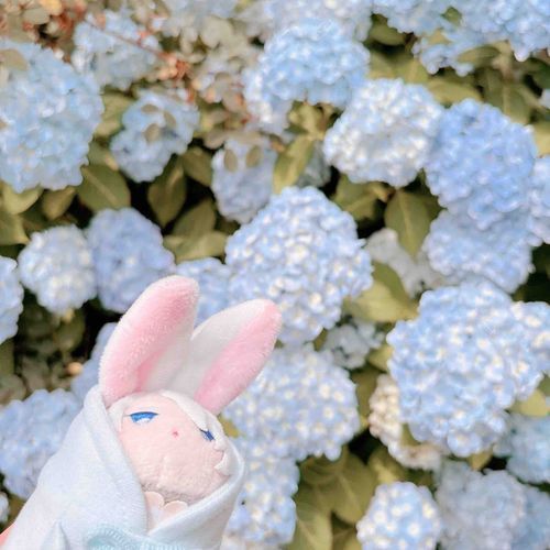 こちょぎちゃんいろのあじさいだねっていったら、すんすんいろ…☺️っていってた…かわいいね…☺️（こひげ）