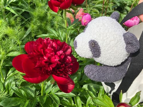 シャクヤク？ってやつ
オレに似合う真っ赤でゴージャスな花だなー！