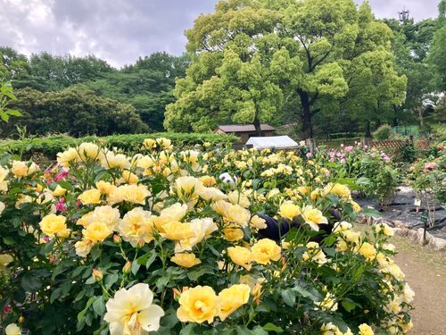 美しい薔薇と可愛いオレ！
オレここ！！！！