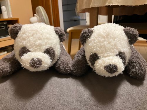 とろろ「とろだよ〜。ぽてち、久しぶり〜。さて、みなさん!どっちがとろでしょうかぁ〜」