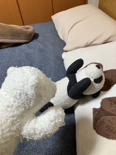 こめこ「ただいまー。珍しくお留守番だったパンコを煽ろうと思ったら...めっちゃ涼しい部屋で寝てる...羨ましい...」