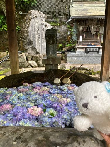 こめこ「あぁ.......下界に戻ってきちゃった......でも涼しげな紫陽花さんあったの♡」