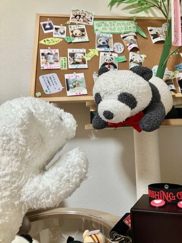 こめこ「どしたのぱんこ、珍しく蝶ネクタイなんかつけて」
ぱんこ「明日が大事な日だからに前準備に決まってんだろーー!!!」