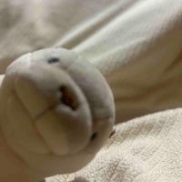 どんちゃん