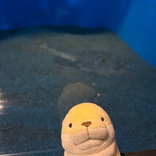 すいぞくかん いったんだ〜