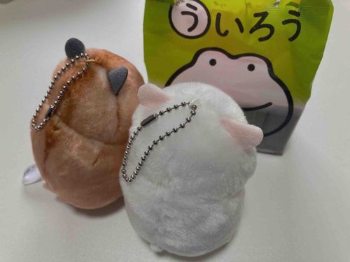 お土産で貰ったういろうに群がっている