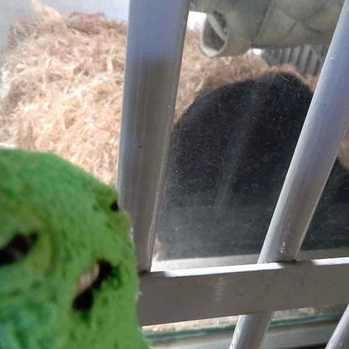 メガネグマ、だったとおもう
たぶん　きっと、そう