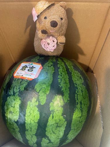 ニンゲンのじっかからすいかがとどきました🍉
すこしあじみしたらとてもあまくておいしかったです
冷やしているのでいただくのがたのしみです
