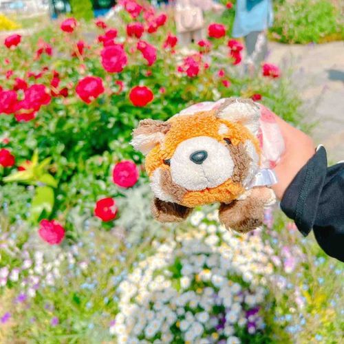 過去写真でごめんなさい！😖🙏🏻最近投稿出来てなかったし、みんなに見て欲しかったので🥹‪︎💕︎︎もちとお出かけしてきました！お花畑きれいだったね🌼.*
