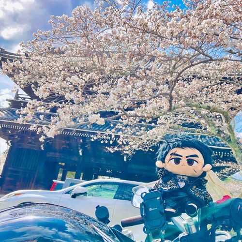 咲いたねぇ