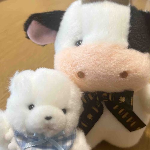 あたらしい おともだち の もーちゃん🐮🖤
むに と うまれた ばしょ が いっしょ なの！