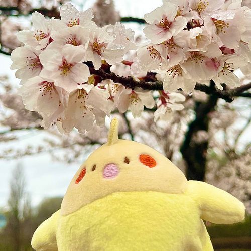 はるに あるじと そうちょうはいかい したでち 
さくらがきらきら していて きれいだったでち(*´ο`*)