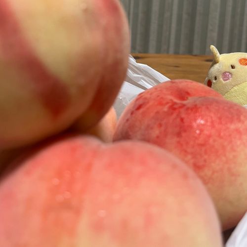 ももを たくさん もらったでち！
いい におい(๑ ́ᄇ`๑)