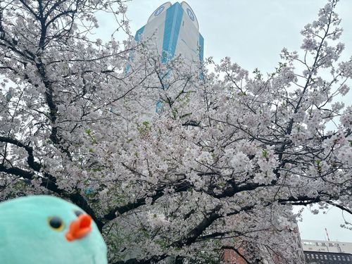 銀座の桜
ぬい生初の桜ｯﾋﾟ
かっこいいタワーもあるｯﾋﾟﾈ🐥⸒⸒