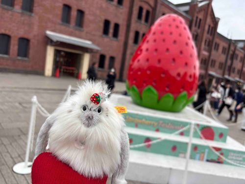 どうも、ノブオです
🍓の祭典に行ってきました
ちょっと僕も浮かれてます