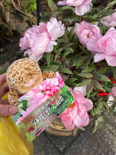 こないだ、ぼたん見てきたよ～🌼*･