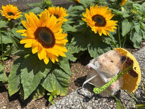 ひまわりだ！🌻