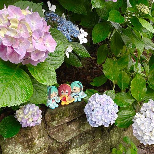 紫陽花💠💠💠