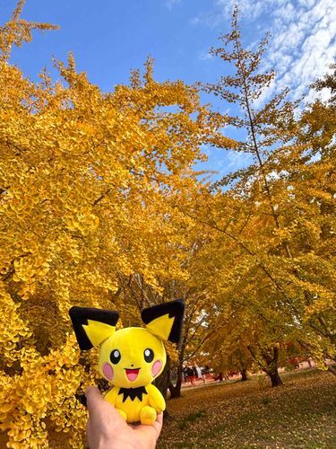 太原のイチョウ
とピチューちゃん💛
キレイだったね〜✨️