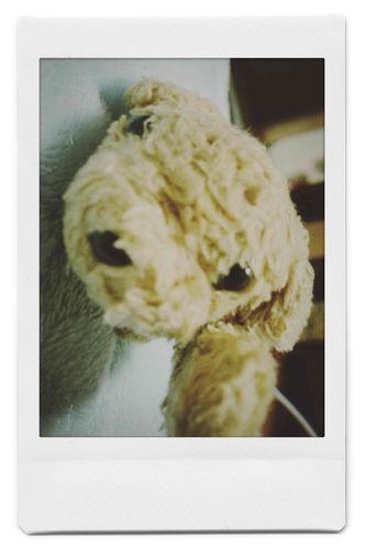 なに撮っちゃってるワン！
フィルムカメラっぽいのだワン