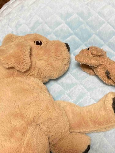 ないしょのお話するﾜﾝ
恋バナ？怖い話？沢山するﾜﾝ