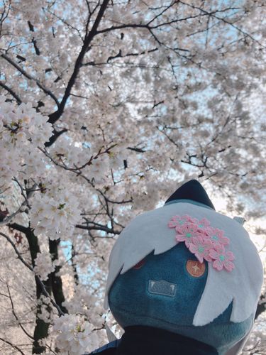 ｻｸﾗ...ﾏﾝｶｲ....🌸