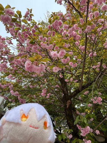 (鶴)鶴丸国永だ！ SNSを開始してみようと思うが、こんな感じで良いのだろうか？ 最近はあまり外出してないから昔の画像となるが、機会があればまた投稿できればと思う。