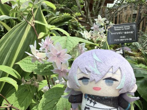 まるでお花